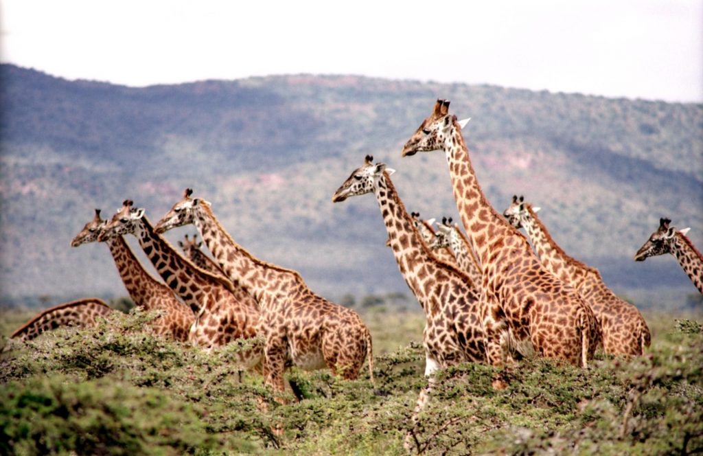 Safari in Tanzania Arusha giraffe
