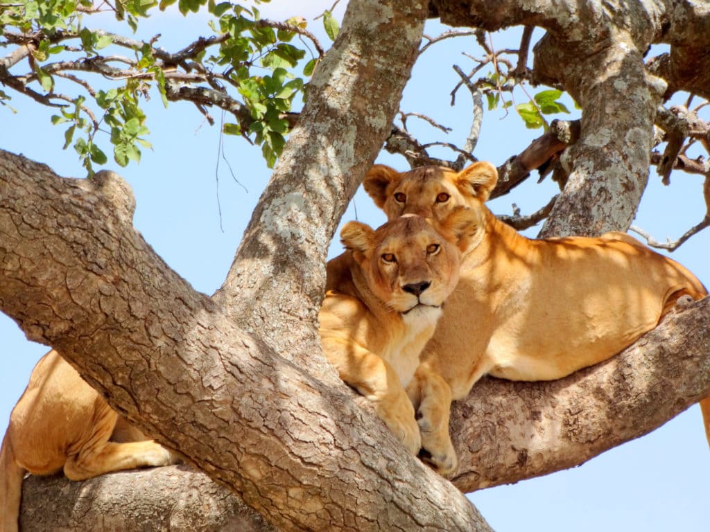 Safari in Tanzania leoni