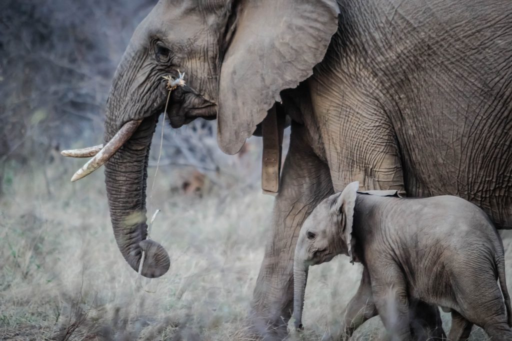 safari in Tanzania elefanti
