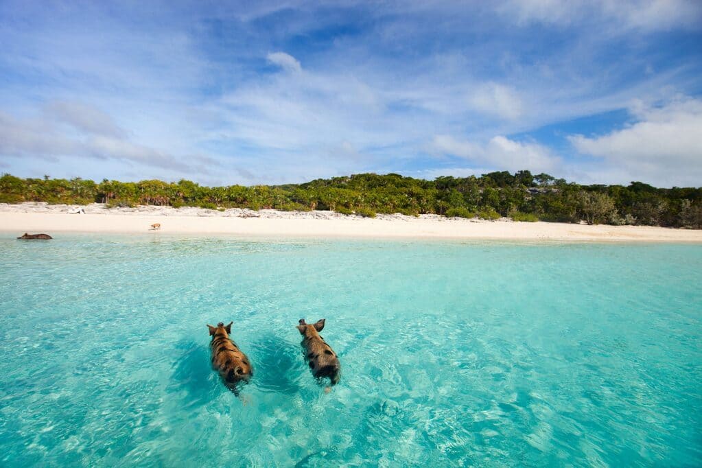 caraibi-isola dei maiali - calosirte agenzia viaggi