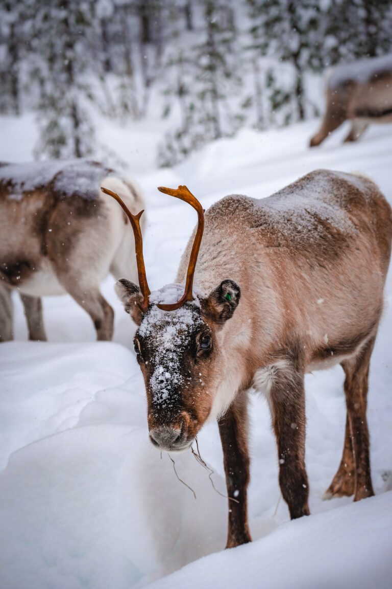vertical-shot-of-a-deer-in-the-snowy-forest-in-winter